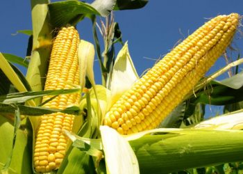 Farat dhe ushqyesit e misrit, ku t’i gjeni? –