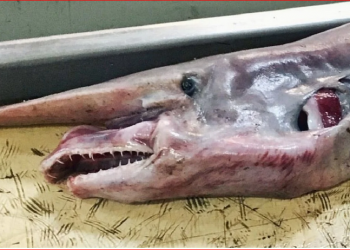 Peshkatari rus kap krijesën prehistorike në thellësitë e detit –