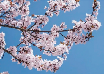 Pranvera erdhi. Sonte ndodh ekuinoksi i parë i vitit –