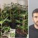 Shqiptari kapet për herë të dytë me shtëpi bari në Angli (EMRI) –