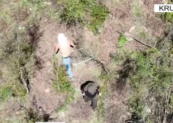 Policia, mision intensiv për zbulimin e kanabisit në Krujë –