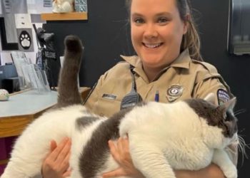 Jepet për adoptim macja gjigande por… –