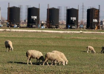 VIDEO/ Si jetohet mes sëmundjeve e ndotjes në Patos-Marinzë –