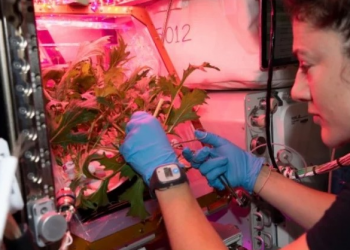 NASA zbret në Tokë domatet “aliene” –