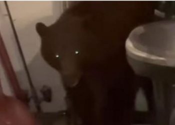 Çifti amerikan gjen ariun brenda në shtëpi (VIDEO) –