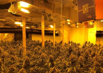 Zbulohet një plantacion kanabisi në Spanjë, në pranga 4 shqiptarë –