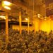 Zbulohet një plantacion kanabisi në Spanjë, në pranga 4 shqiptarë –