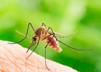 Në Argjentinë kanë gjetur mënyrën për të zhdukur mushkonjat –