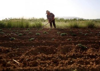 Bujqësia me ecurinë më të dobët, rritje afër zeros –
