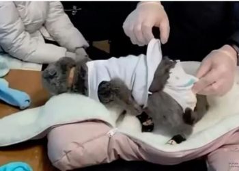 VIDEO/ Gruaja vesh macen si foshnjë për të kontrabanduar drogë –