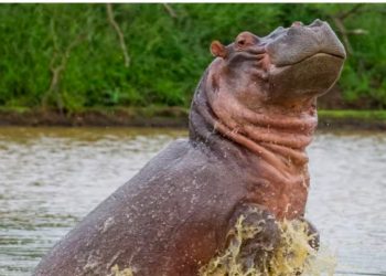 Vritet hipopotami i Escobar në Kolumbi –