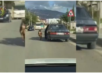 VIDEO/ Tërhoqi zvarrë kafshën, gjobitet drejtuesi i mjetit –
