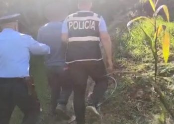 VIDEO/ Zbulohet serë kanabisi në Shkodër, pranga 58-vjeçarit –