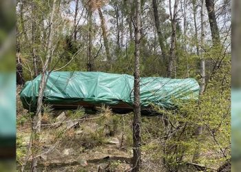 Krujë/ Serë kanabisi në mes të pyllit, autorët në kërkim –