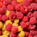 Mjedra, ja vetitë e këtij super fruti –