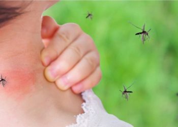 Mushkonjat pickojnë më shumë këta 4 lloje njerëzish –