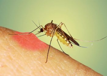 Aromat që mund të largojnë mushkonjat –