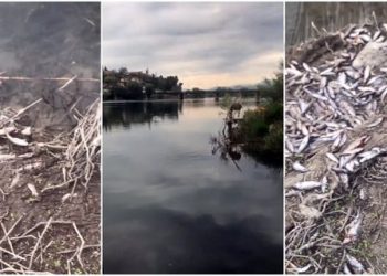 Peshqit vriten me korrent dhe hidhen në tokë në Shkodër (VIDEO) –