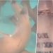 VIDEO/ Peshkaqeni i ngul dhëmbët në shpinë notares, ajo… –