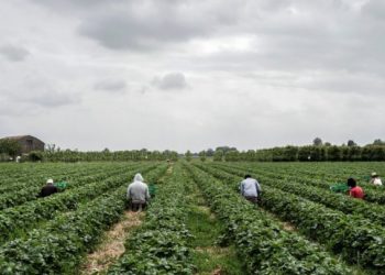 Kriza për fuqi punëtore, Italia kërkon 1 milion persona –