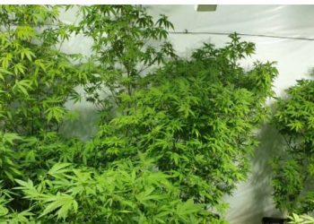 Zbulohen sera kanabisi në Krujë, shpallen në kërkim babë e bir –