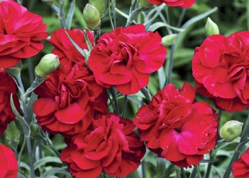 Si të mbillni karafila me aromë të mirë në kopsht –