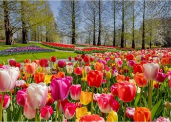 Holanda hap një nga kopshtet më të mëdha të tulipanëve –