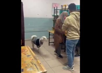 VIDEO/ Votuesen e shoqëron një qengj, momentet pikante nga balotazhi presidencial në Turqi –