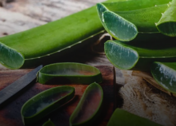 Ja përfitimet esenciale që kemi nga Aloe Vera –