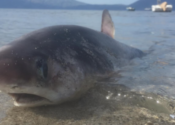 Foto/ Kapet peshkaqeni i rrallë në Vlorë –