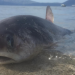 Foto/ Kapet peshkaqeni i rrallë në Vlorë –
