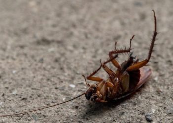 Arsyeja pse buburrecat ngordhin me këmbët lart –