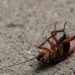 Arsyeja pse buburrecat ngordhin me këmbët lart –