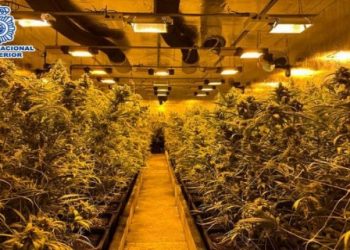 Zbulohet plantacioni i drogës në Spanjë, arrestohen 7 shqiptarë –