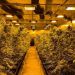 Zbulohet plantacioni i drogës në Spanjë, arrestohen 7 shqiptarë –