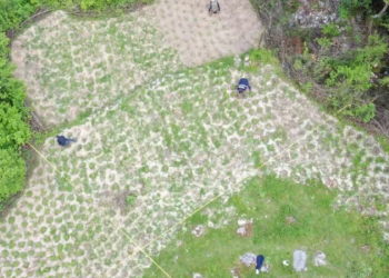 VIDEO/ Operacion anti-kanabis në Shkodër, asgjësohen mbi 1400 fidanë –