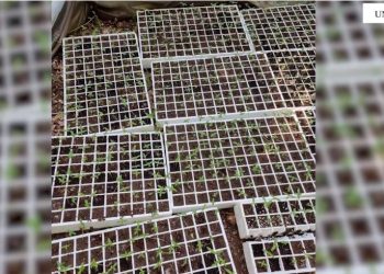 VIDEO/ Operacion anti-drogë në Lezhë, asgjesohen 3000 fidanë kanabis –