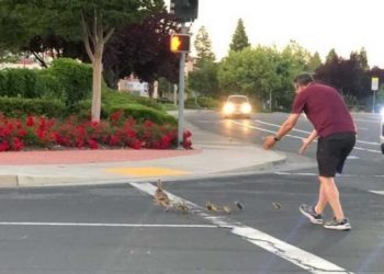Po ndihmonte rosat të kalonin rrugën, makina përplas për vdekje 41-vjeçarin –