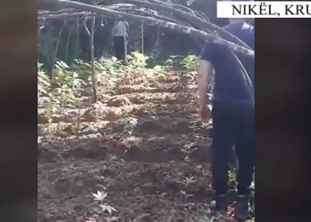 Ndodh në Krujë/ 100 policë në aksion, shkulin 685 fidanë kanabis –
