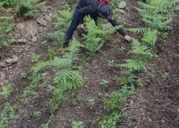 3 operacione në Krujë, Lezhë dhe Shkodër, asgjësohen 6.262 fidanë kanabis –