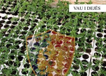 Zbulohet parcela me kanabis në Vaun e Dejës, në kërkim autori –