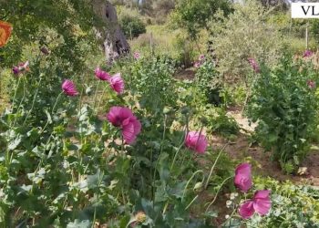 Është bimë e egër, e kemi bërë edhe byrek –