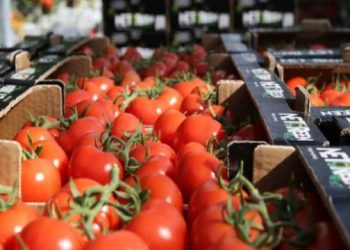 Dyshohet se përmbajnë hormone, Kosova dërgon për analizë domatet nga Shqipëria –