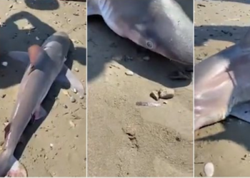 Panik në Gjirin e Lalëzit! Peshkaqeni bie në rrjetën e peshkatarëve –