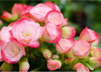 Ja vlerat e mrekullueshme medicinale të Begonies së Shqipërisë –