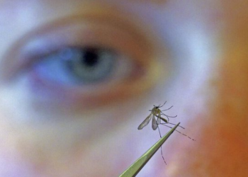 Alarm në Evropë; Mushkonjat bartin sëmundje vdekjeprurëse