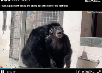 E mbyllur në kafaz! Momenti prekës kur shimpanzeja 29-vjeçare shikon qiellin për herë të parë(VIDEO) –