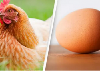 Shkenca duket se “ka zbuluar” cila lindi e para, pula apo veza (fotot) –