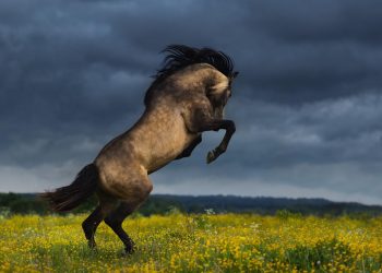 U rrëzua nga kali, moderatori rrezikoi shumë –