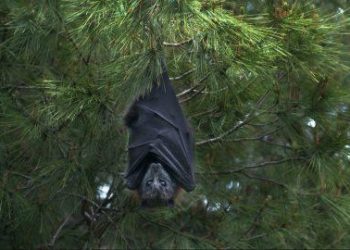 Ja truket gjenetike që kanë ndihmuar kafshët më jetëgjata të planetit –